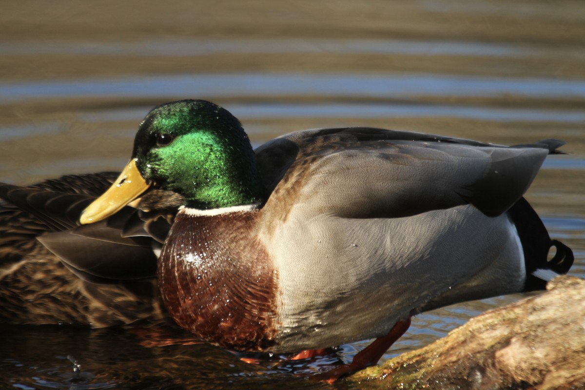 Mallard - ML623496240