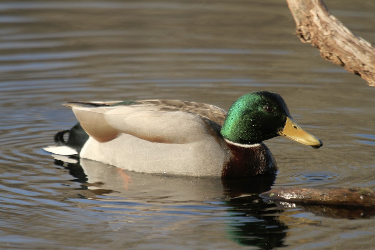 Mallard - ML623496242