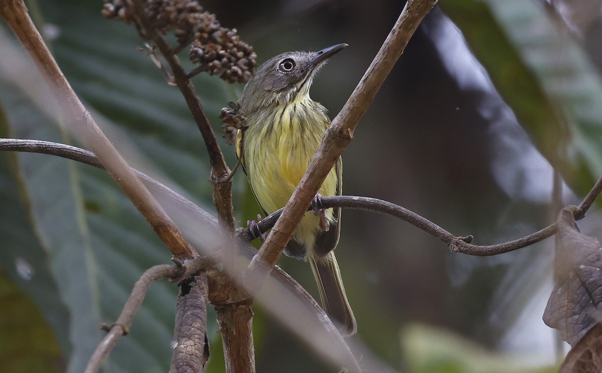 Stripe-necked Tody-Tyrant - ML623496250