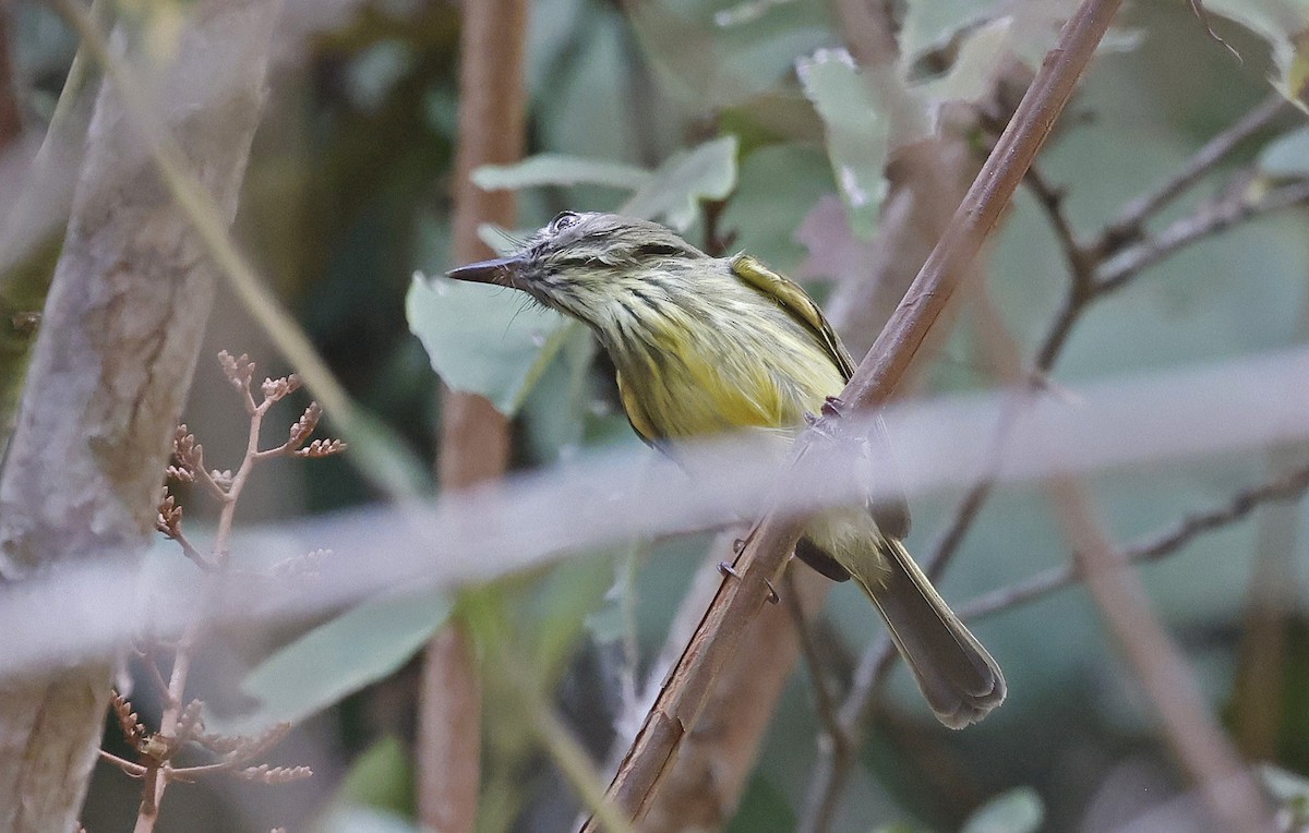 Stripe-necked Tody-Tyrant - ML623496252