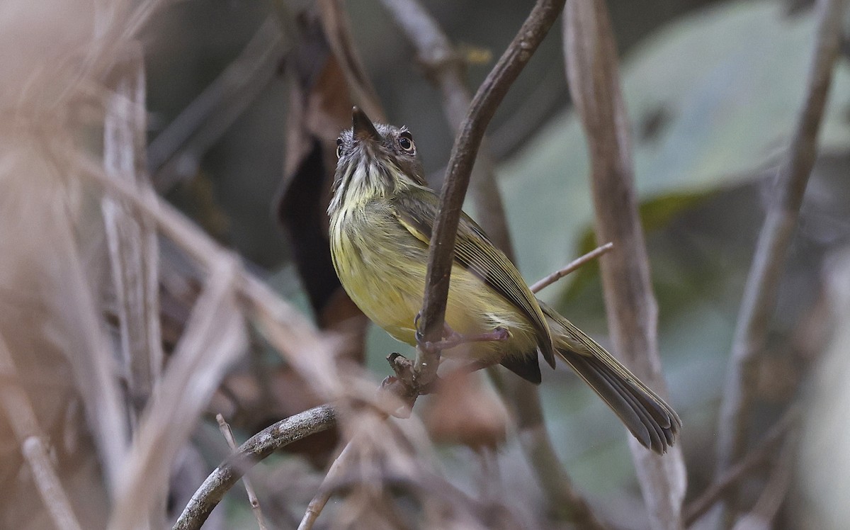 Stripe-necked Tody-Tyrant - ML623496257