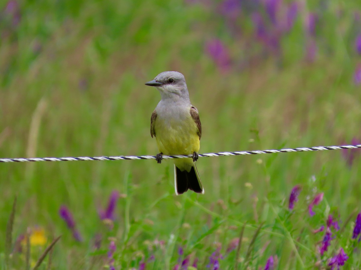 Western Kingbird - ML623496258