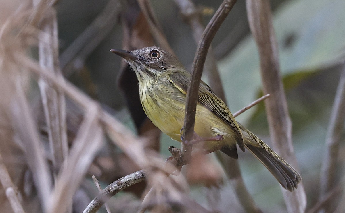 Stripe-necked Tody-Tyrant - ML623496262