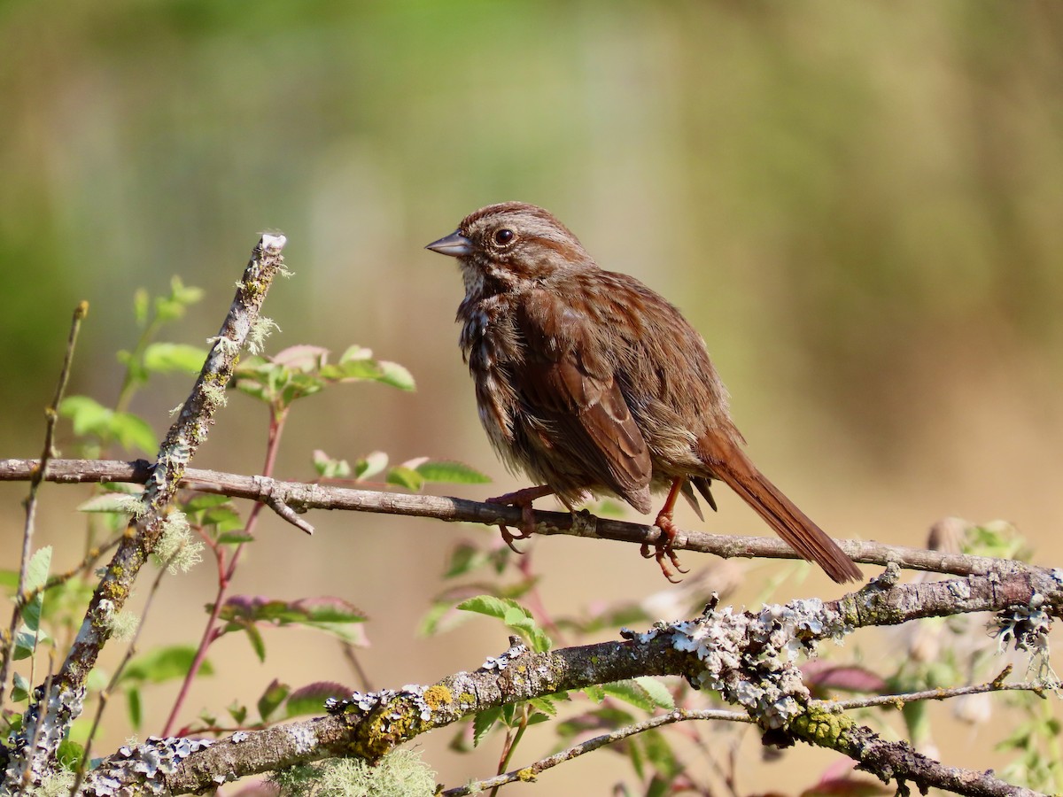 Song Sparrow (rufina Group) - ML623496320
