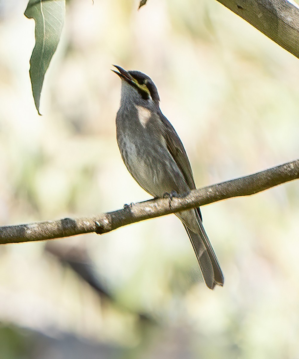 Mielero Carigualdo - ML623496358