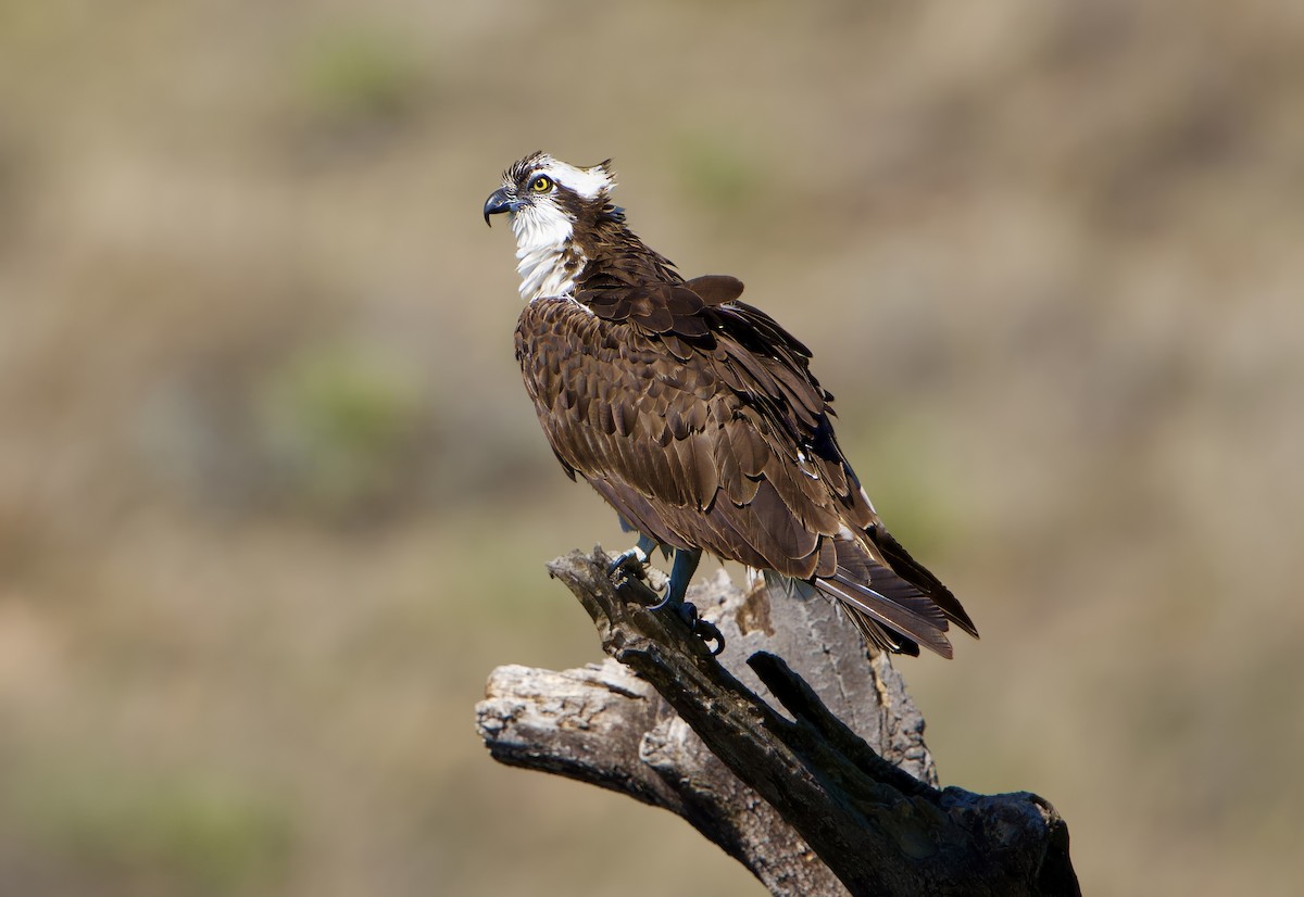 Águila Pescadora - ML623496361