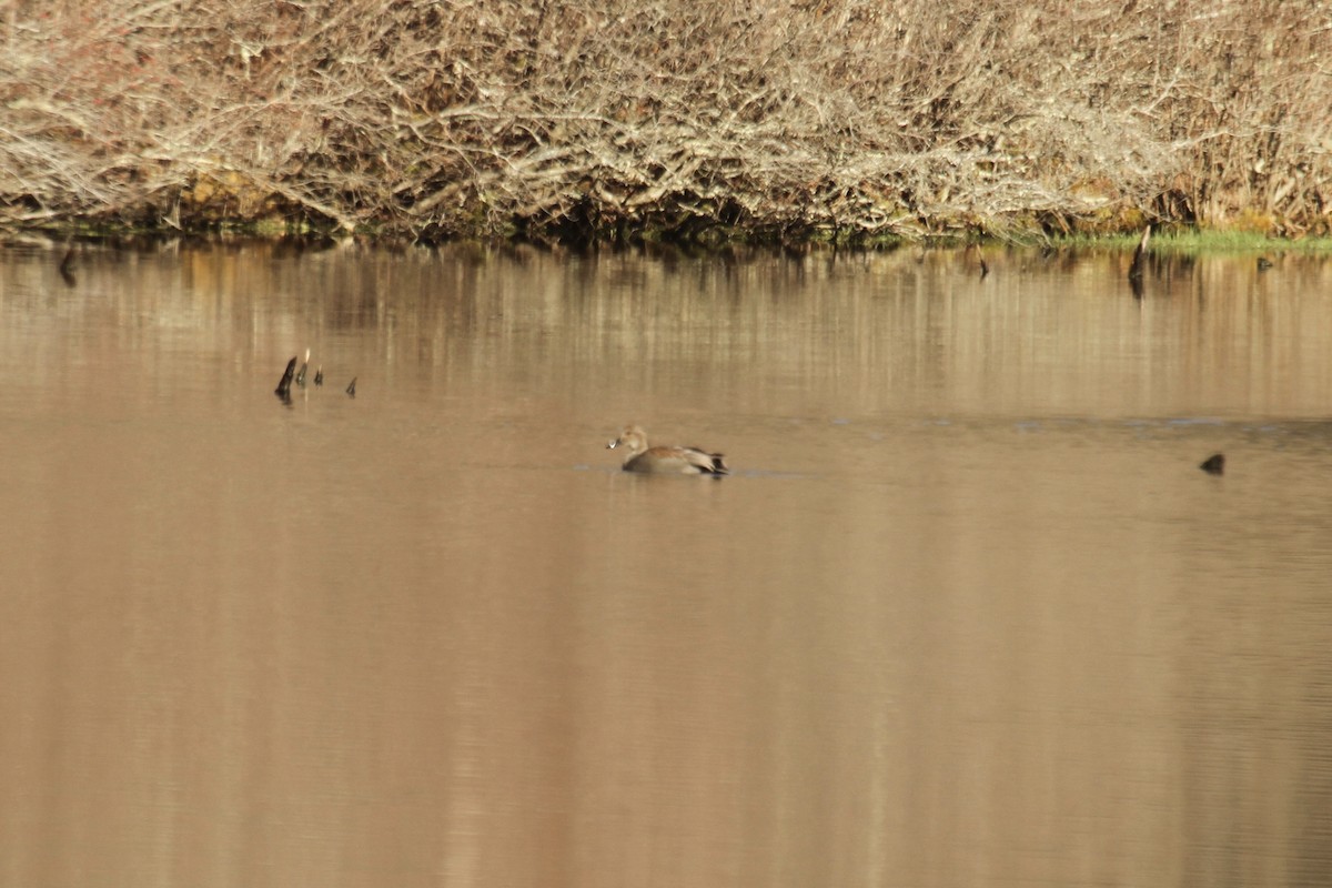 Gadwall - ML623496388