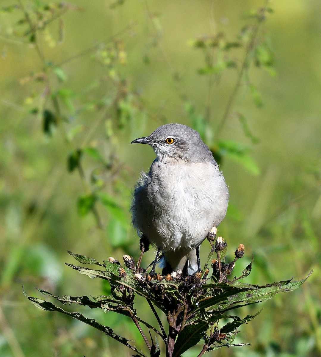 Northern Mockingbird - ML623496448