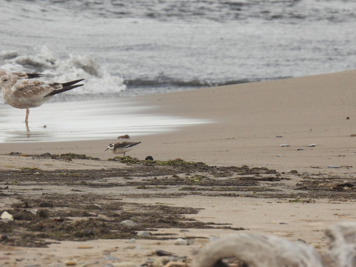 Red-necked Phalarope - John McKay