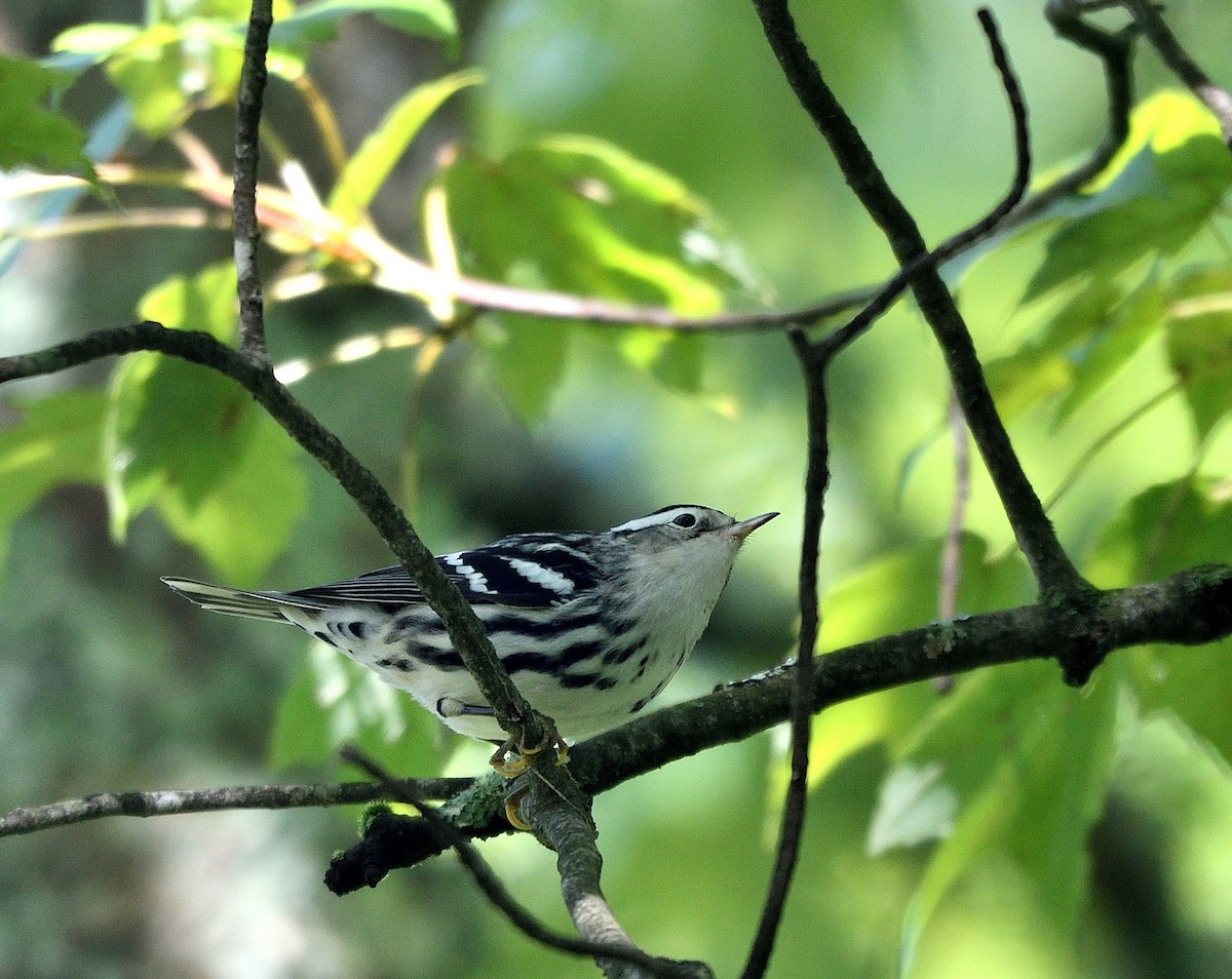 Black-and-white Warbler - ML623496486