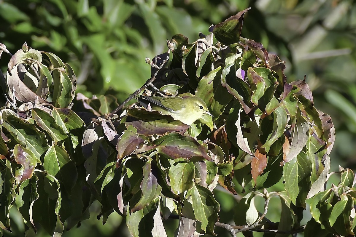 Tennessee Warbler - ML623496488