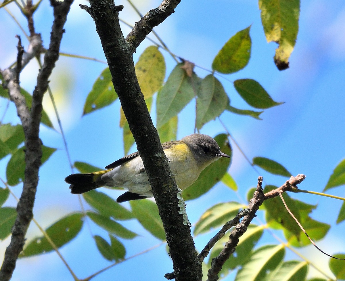 American Redstart - ML623496492