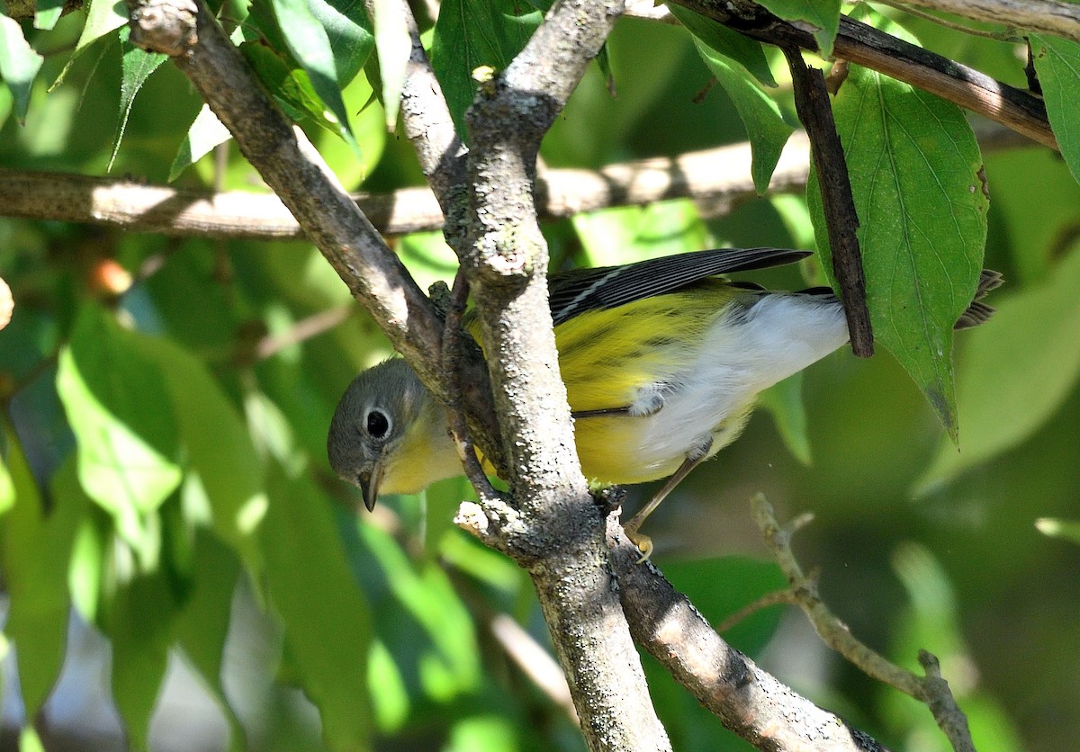 Magnolia Warbler - ML623496495