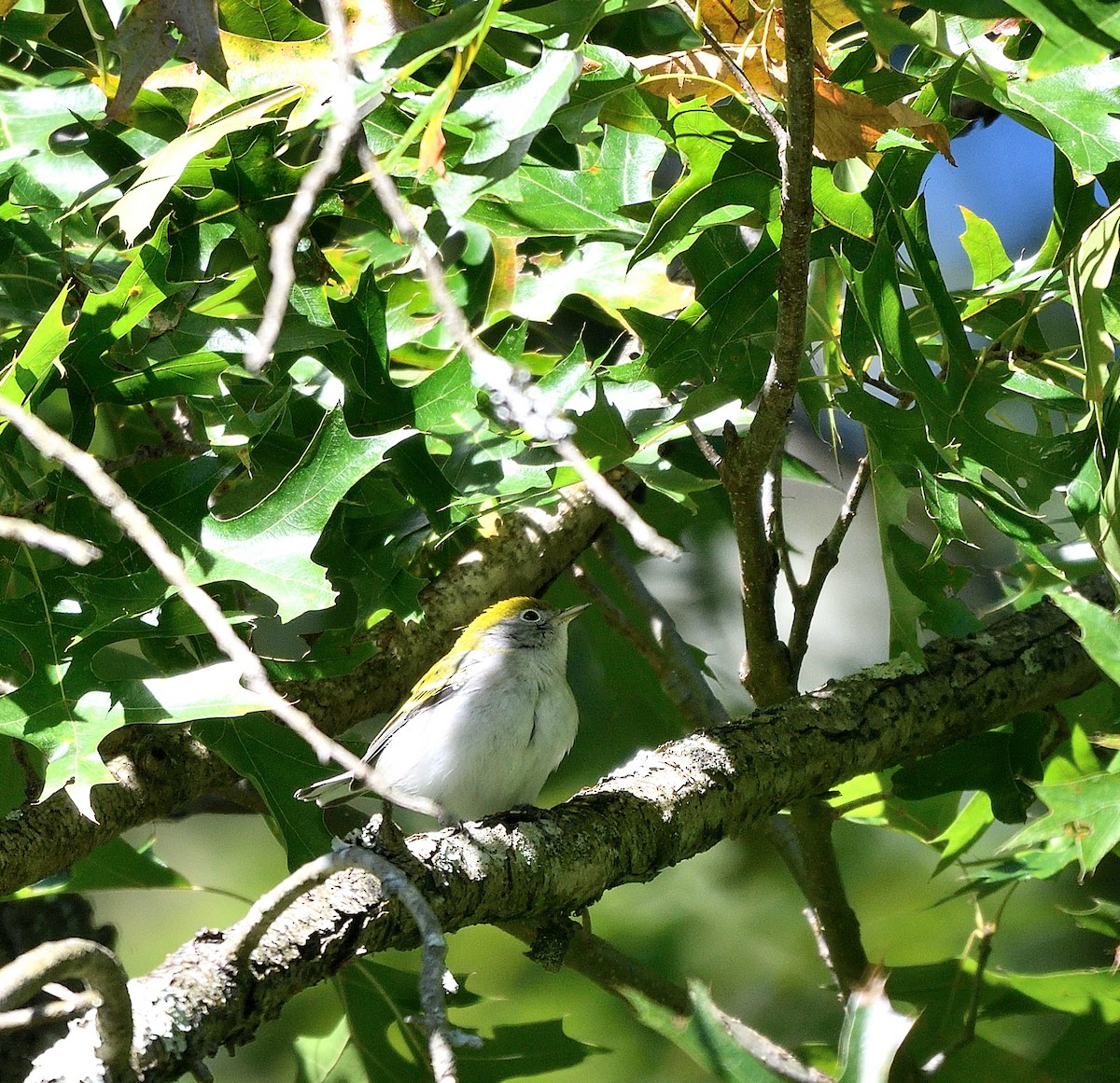 Chestnut-sided Warbler - ML623496502