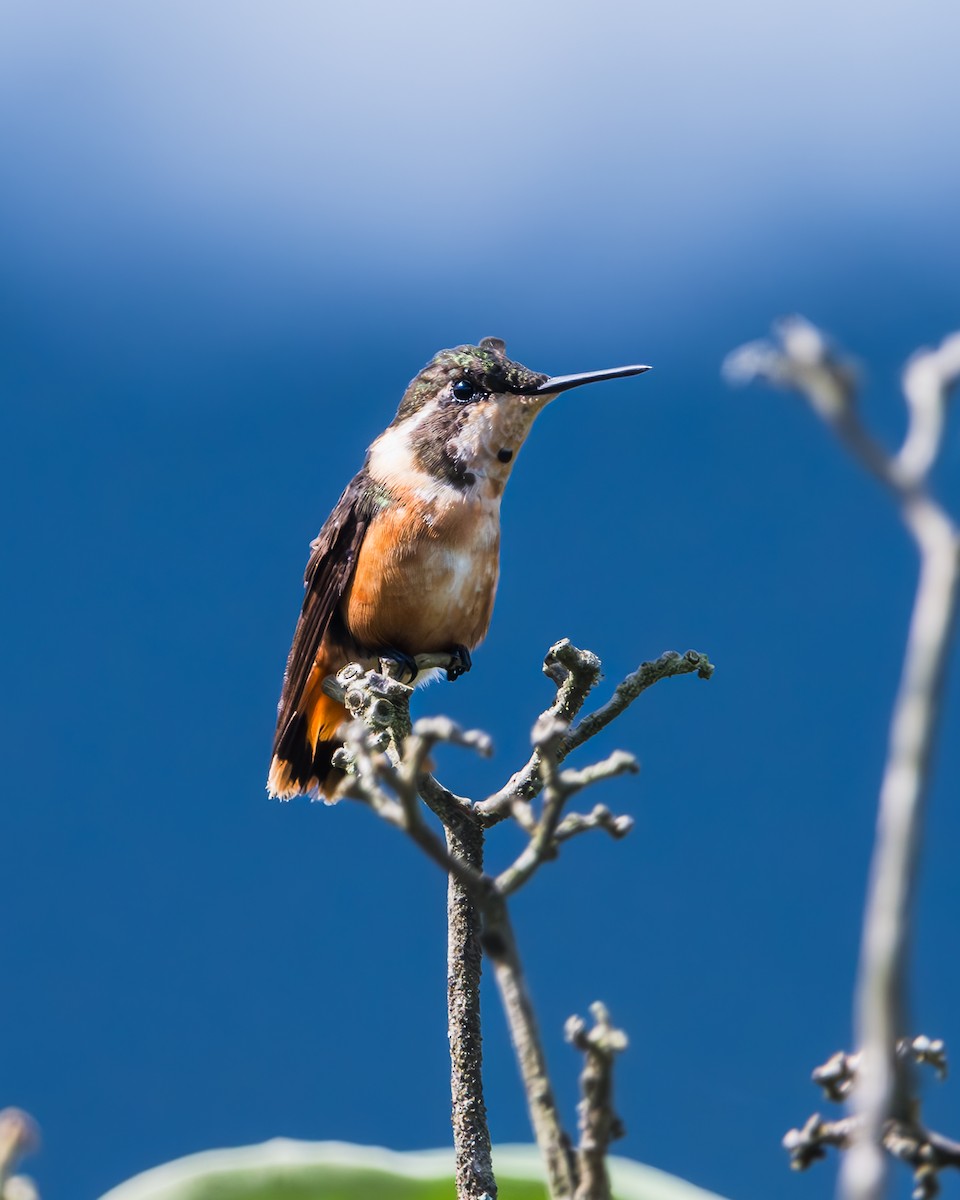 Colibrí de Mitchell - ML623496508