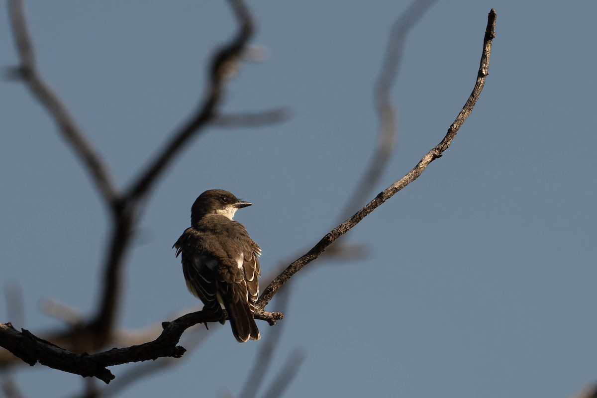 Eastern Kingbird - ML623496520