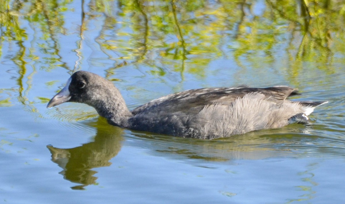 Hawaiian Coot (White-shielded) - Harriet Neill