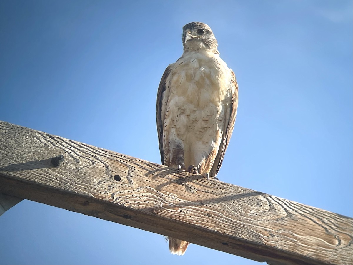 Ferruginous Hawk - ML623496552