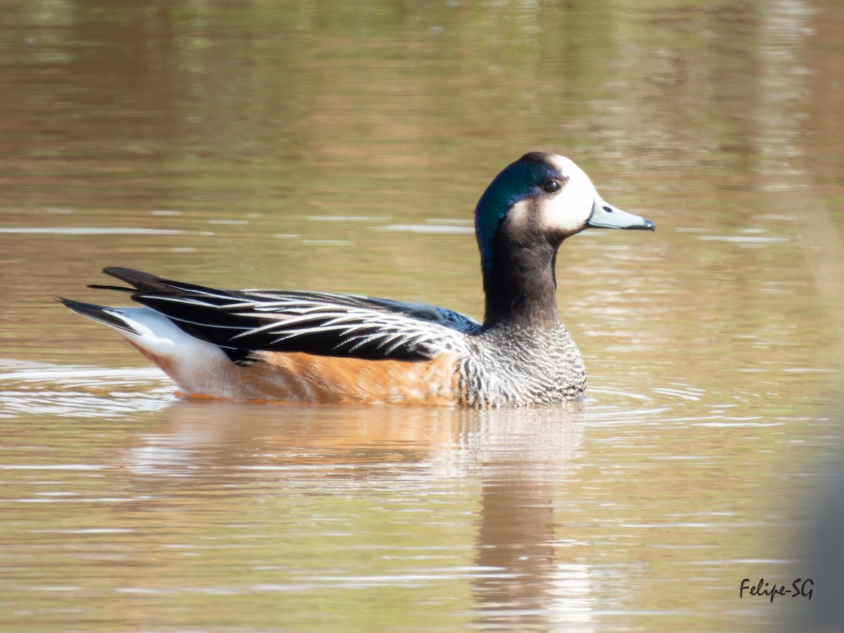 Chiloe Wigeon - ML623496631