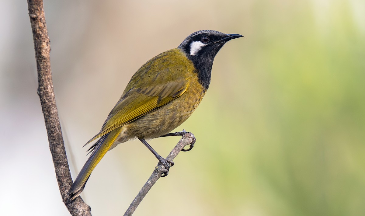 White-eared Honeyeater - Martin Anderson