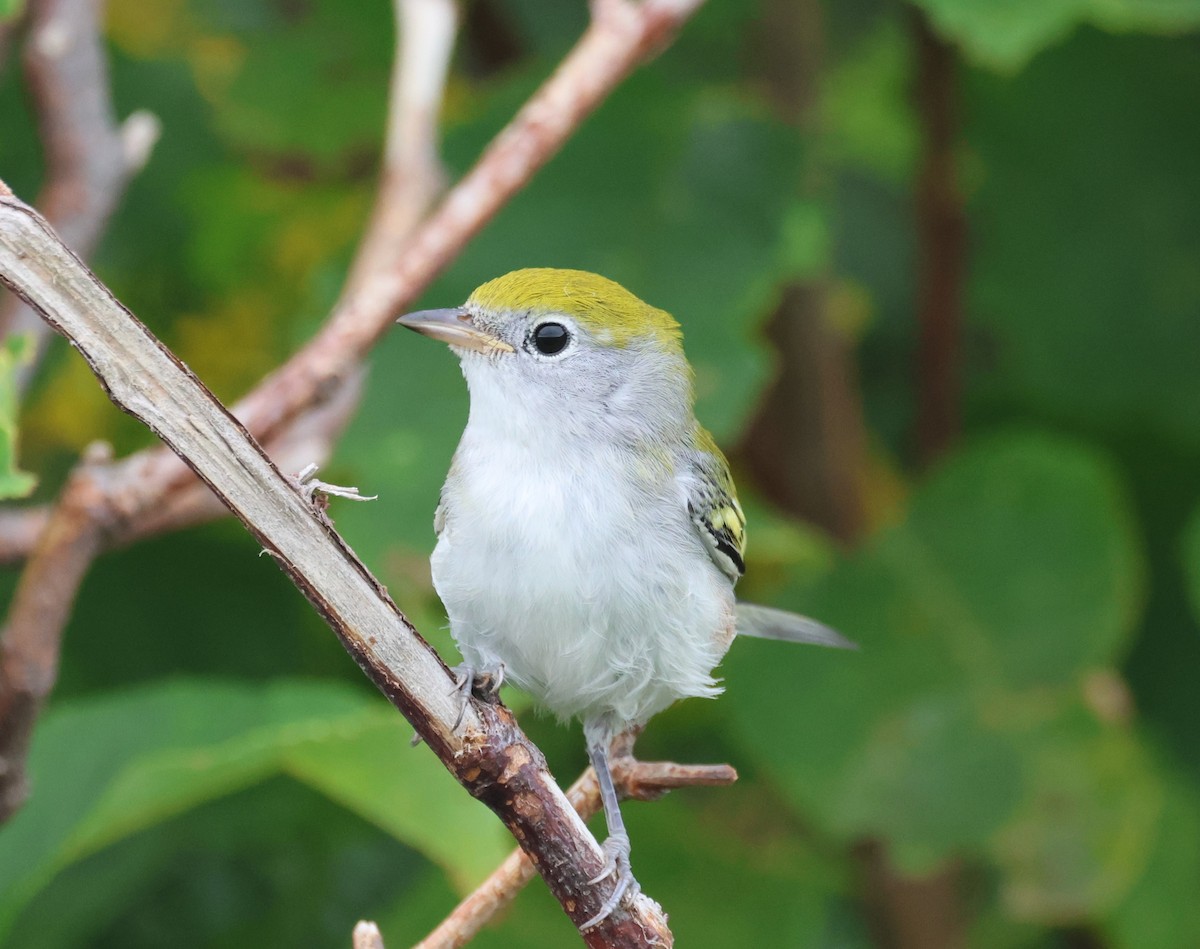 Chestnut-sided Warbler - Ken McKenna