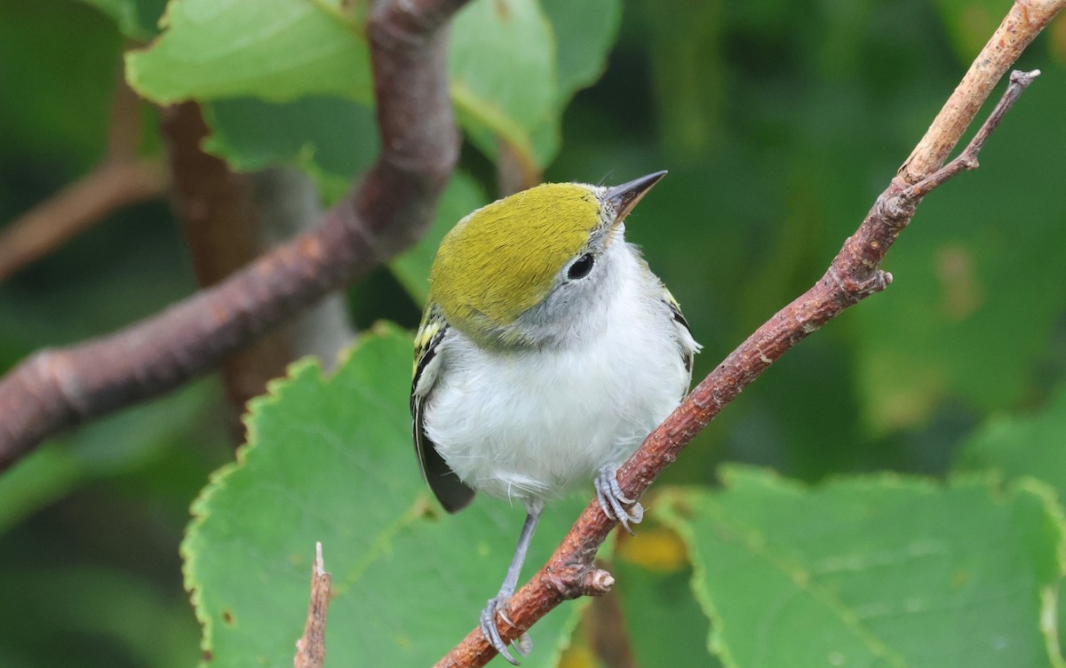 Chestnut-sided Warbler - Ken McKenna