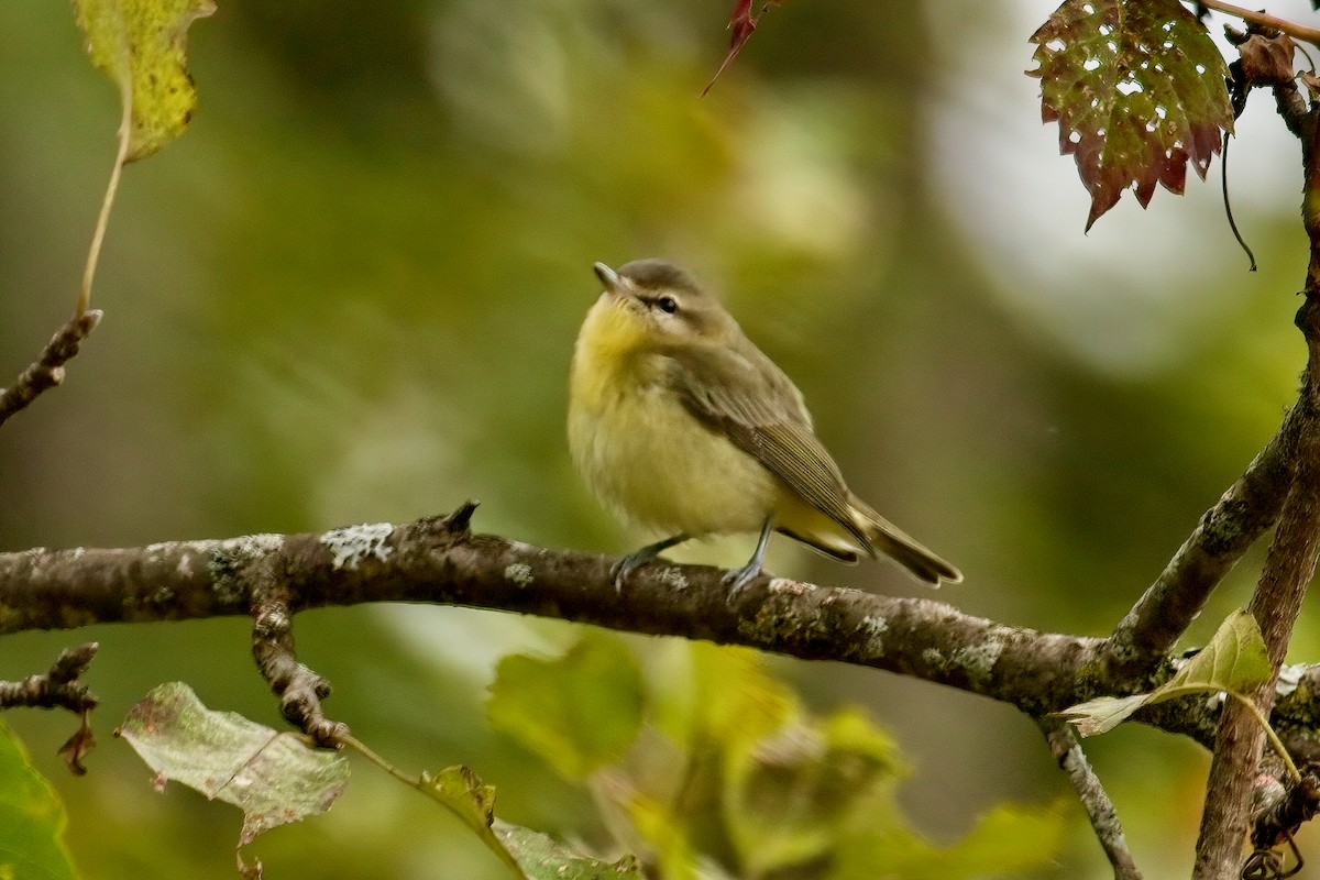 Philadelphia Vireo - ML623496652