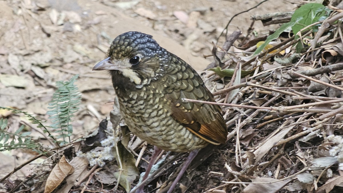 Variegated Antpitta - ML623496701