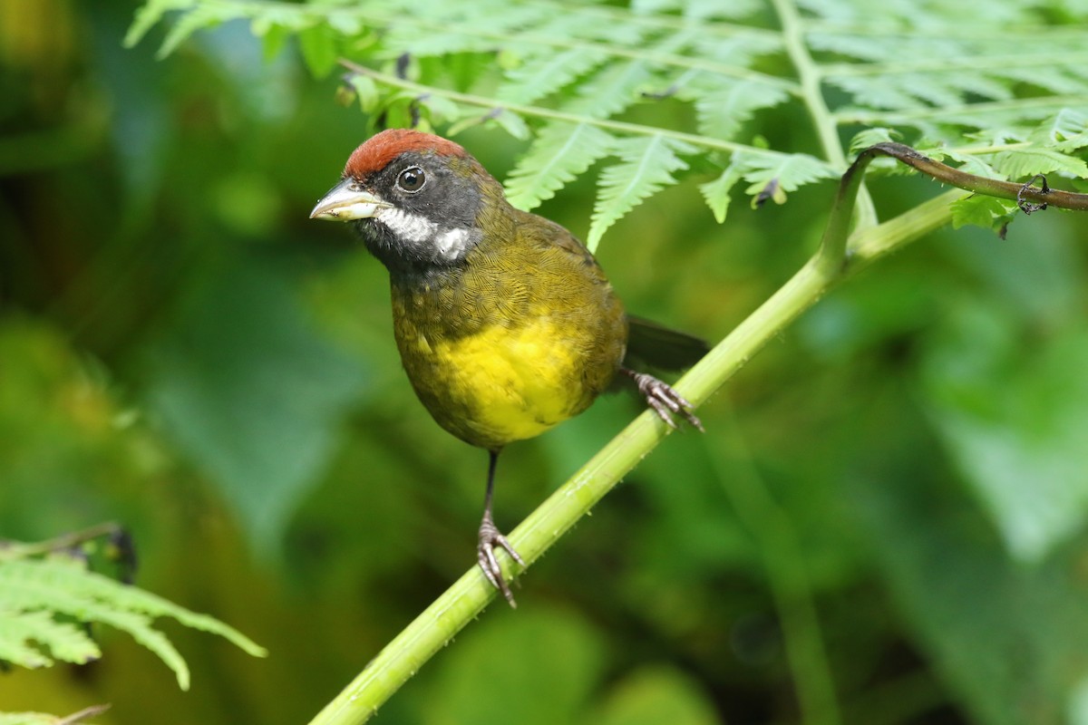 Sooty-faced Finch - Diego Mora