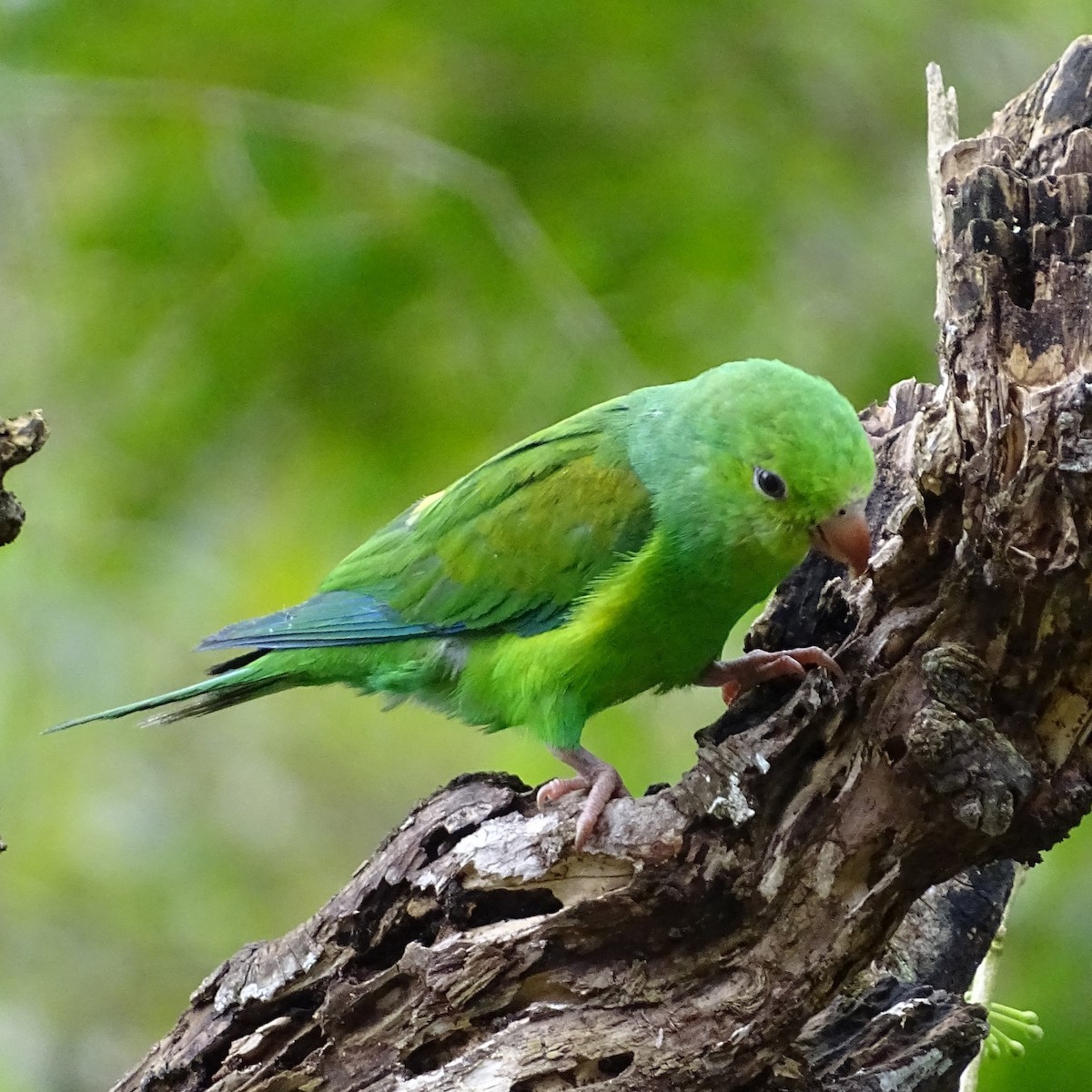 Plain Parakeet - ML623496768