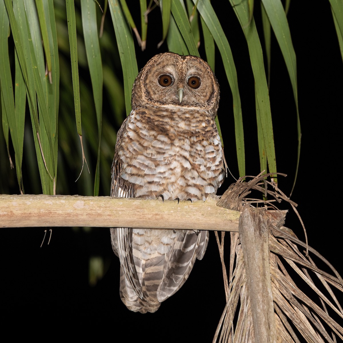 Rusty-barred Owl - ML623496844