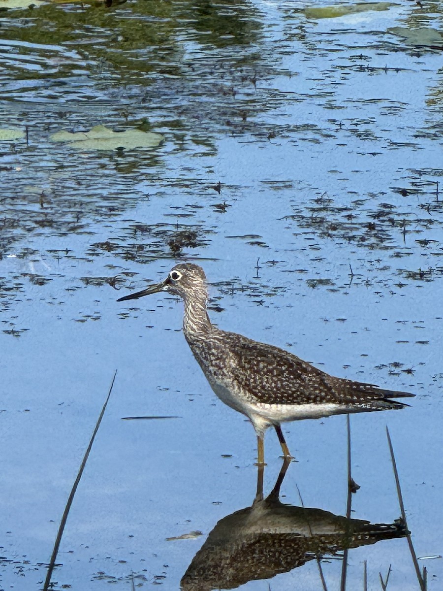 Greater Yellowlegs - ML623496893