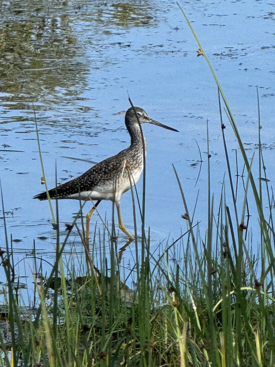 Greater Yellowlegs - ML623496895