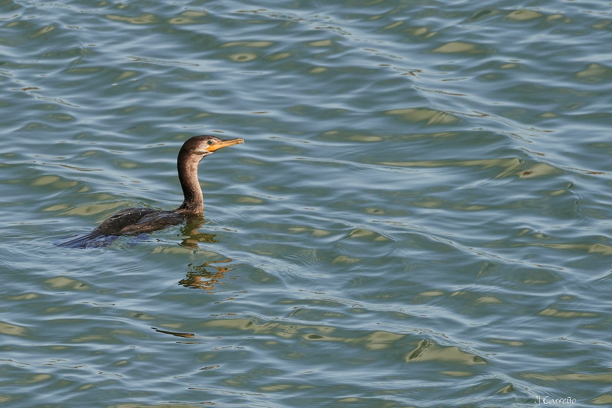 Neotropic Cormorant - ML623496898