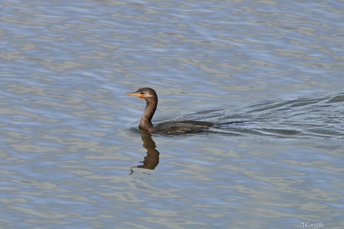 Neotropic Cormorant - ML623496899