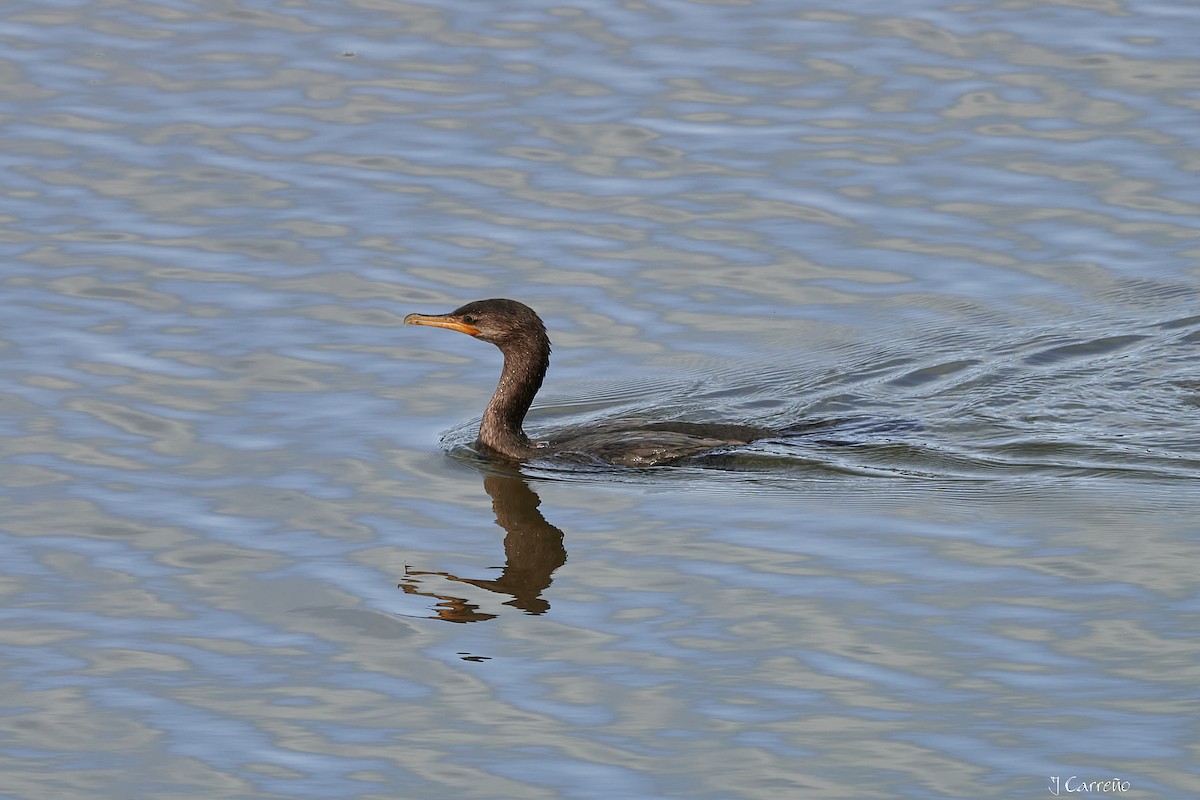 Neotropic Cormorant - ML623496900