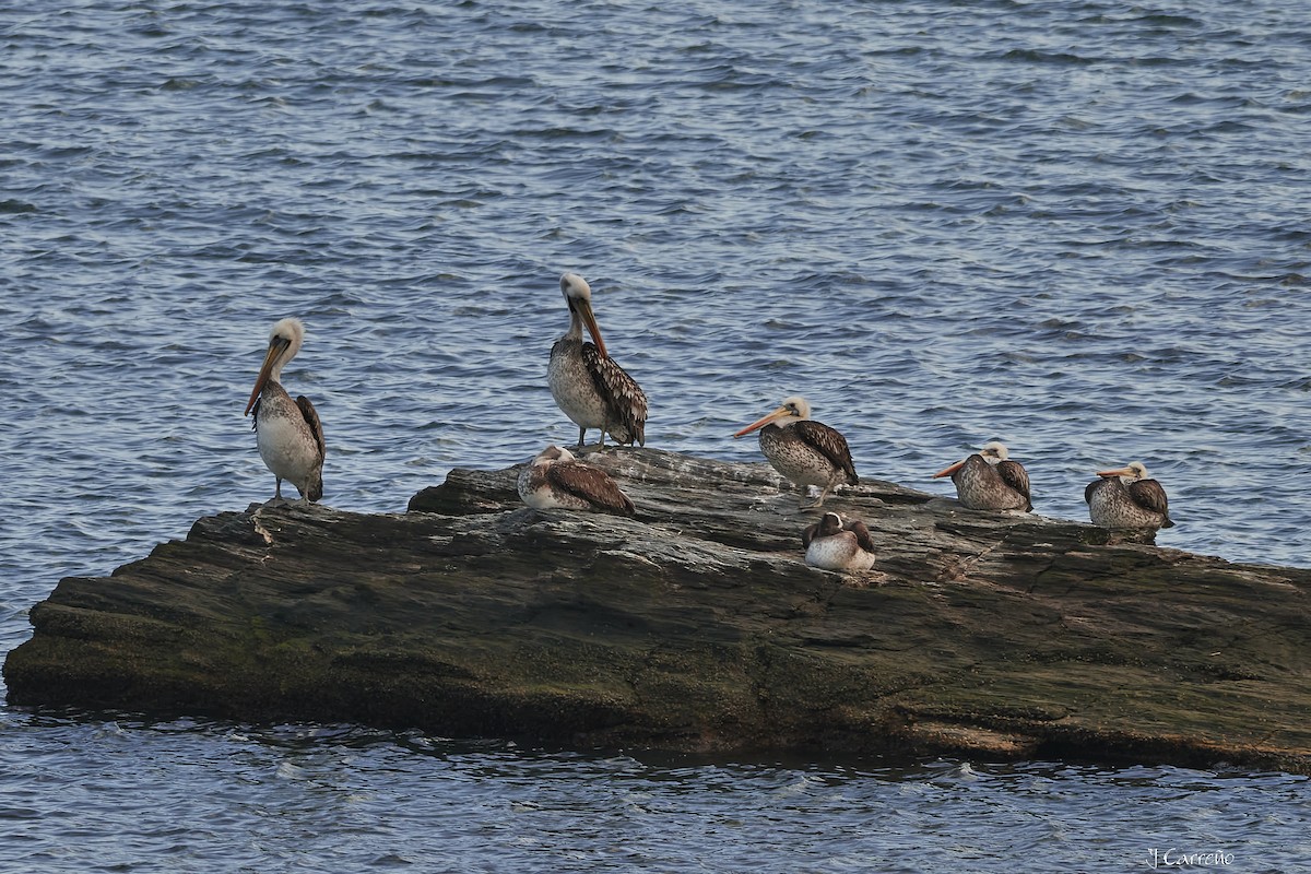 Peruvian Pelican - ML623496920