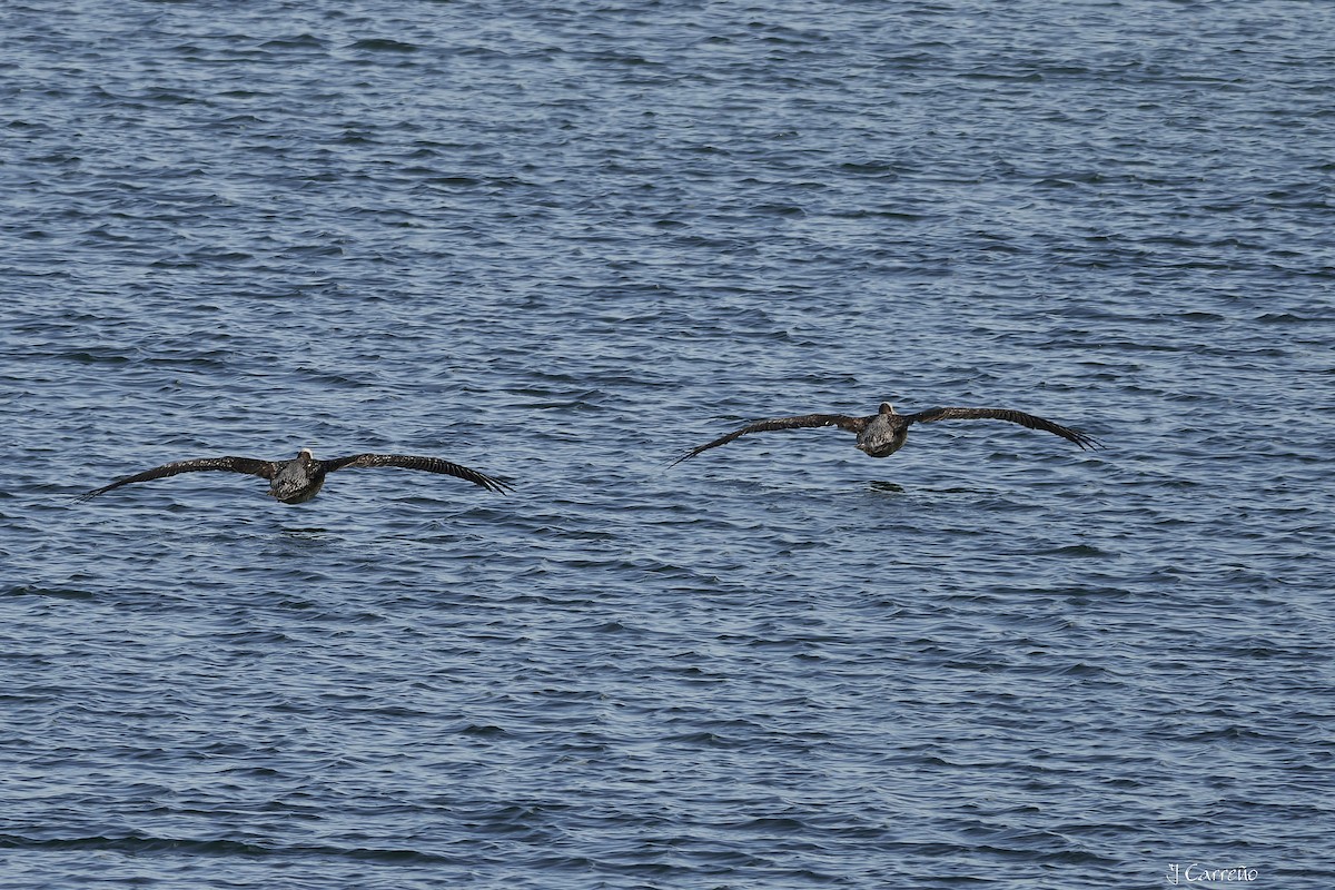 Peruvian Pelican - Juan Carlos Carreño Rojas