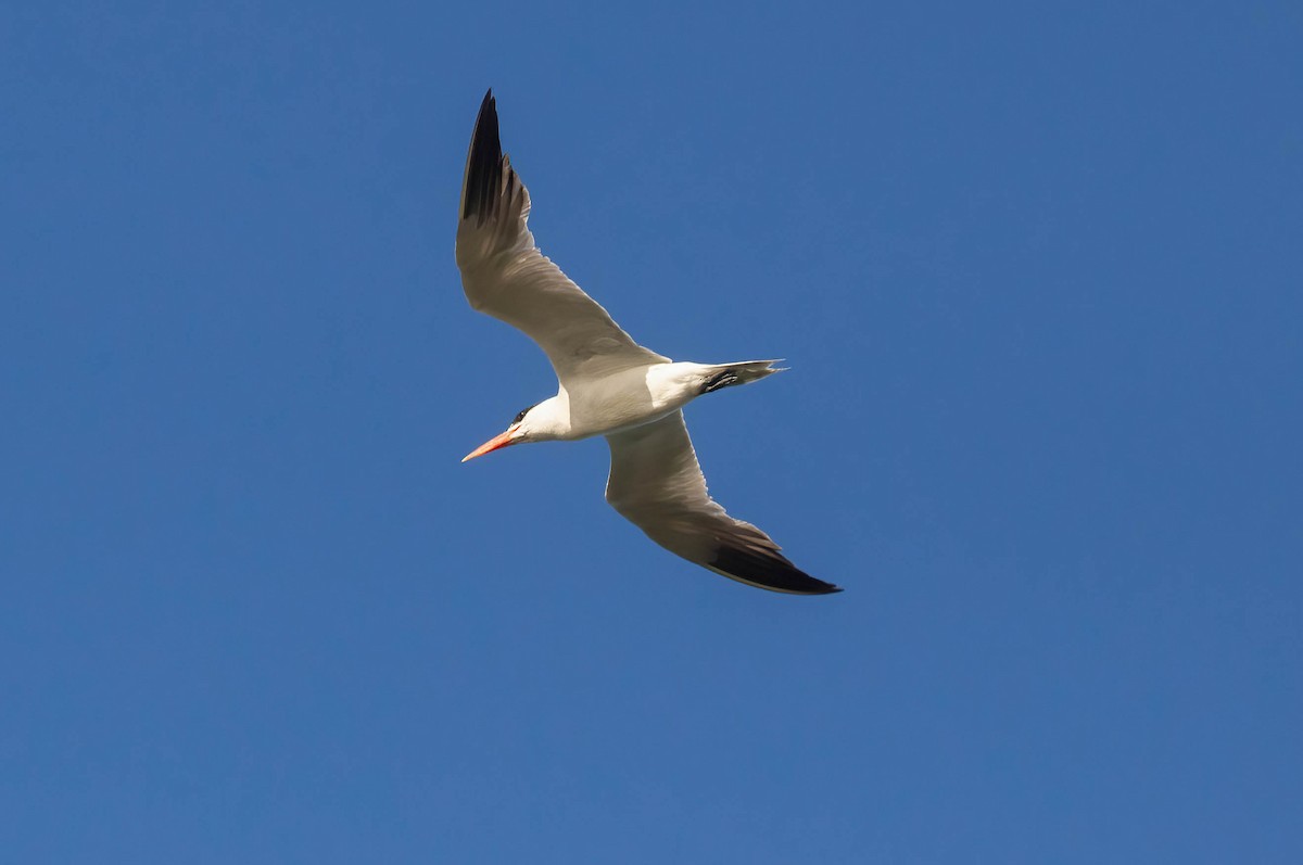 Caspian Tern - John Scharpen