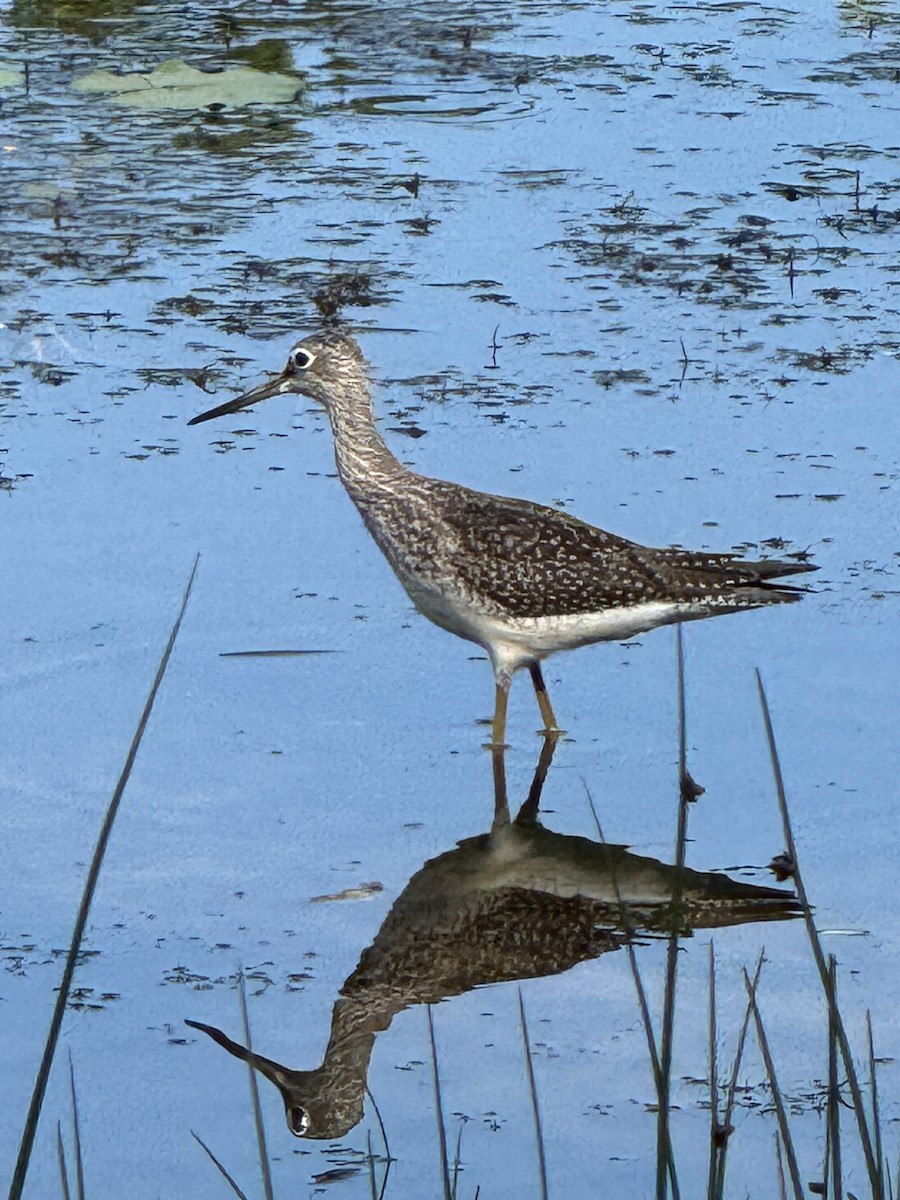 Greater Yellowlegs - ML623496945