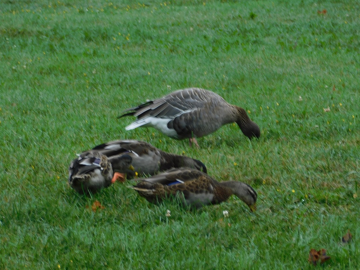 Pink-footed Goose - ML623497017