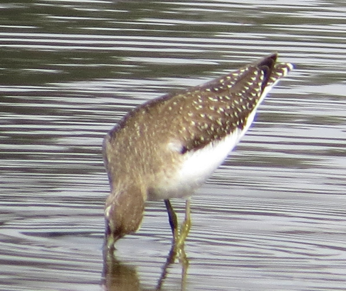 Solitary Sandpiper - ML623497046