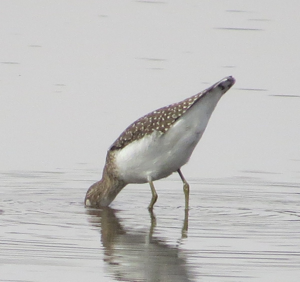 Solitary Sandpiper - Larry Goodhew