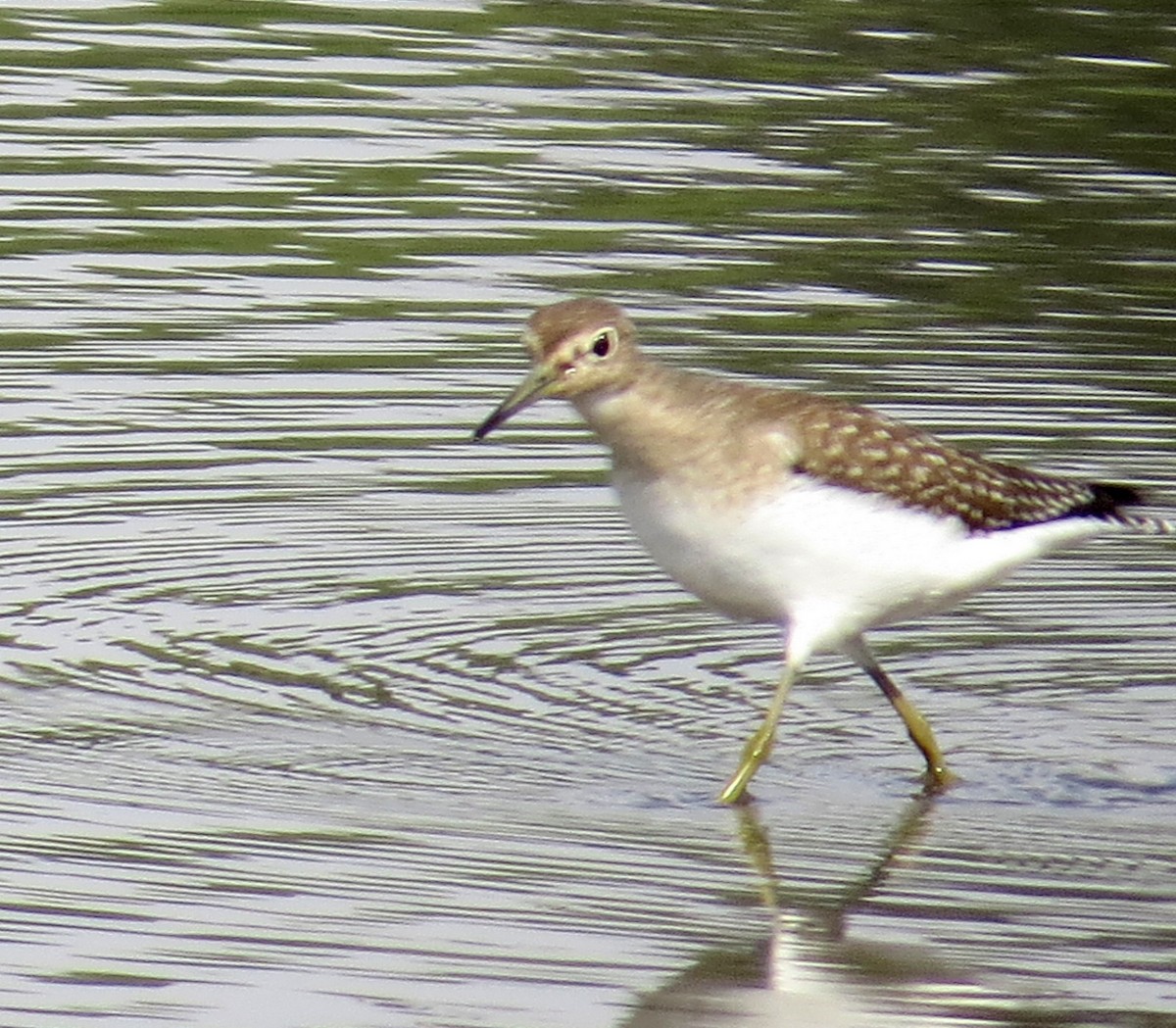 Solitary Sandpiper - ML623497064