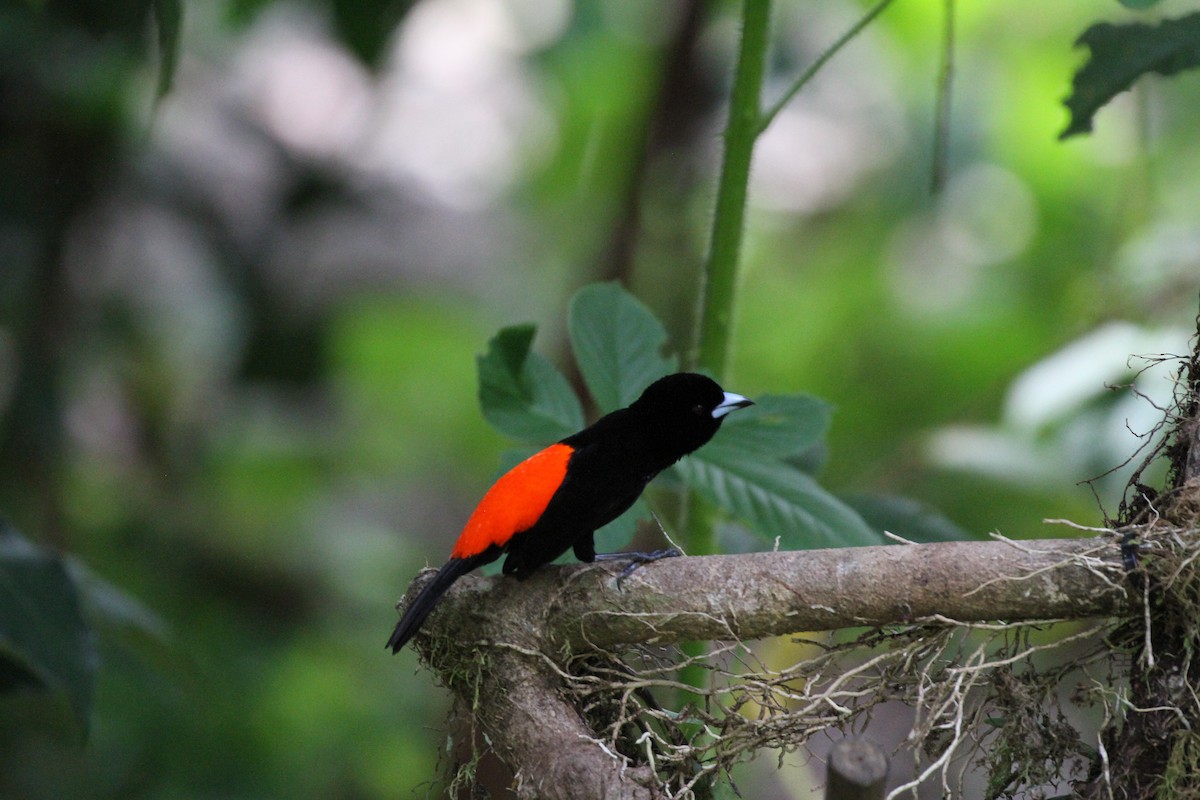 Scarlet-rumped Tanager - ML623497069