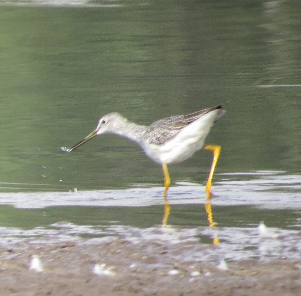 Greater Yellowlegs - ML623497078