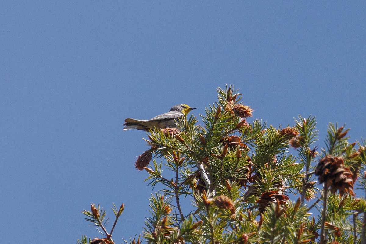 Grace's Warbler - ML623497088