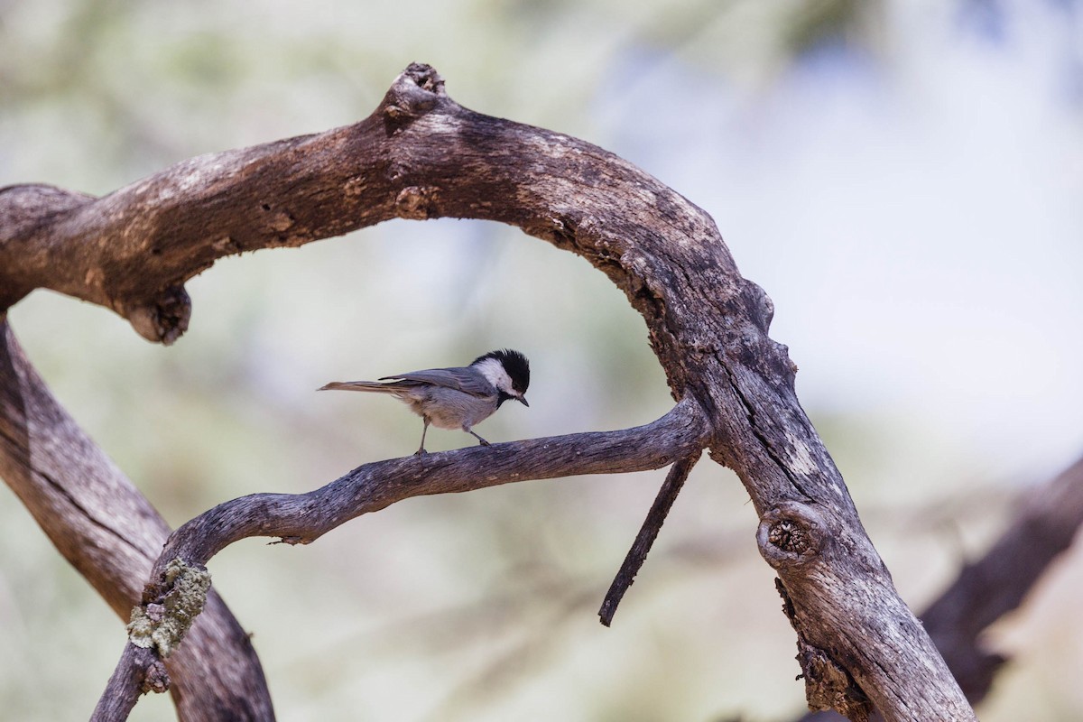 Mexican Chickadee - ML623497091