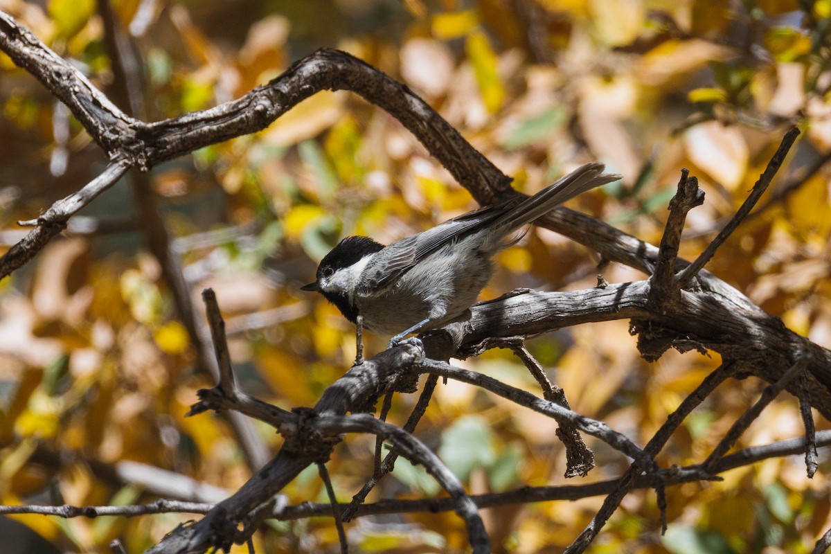 Mexican Chickadee - ML623497092