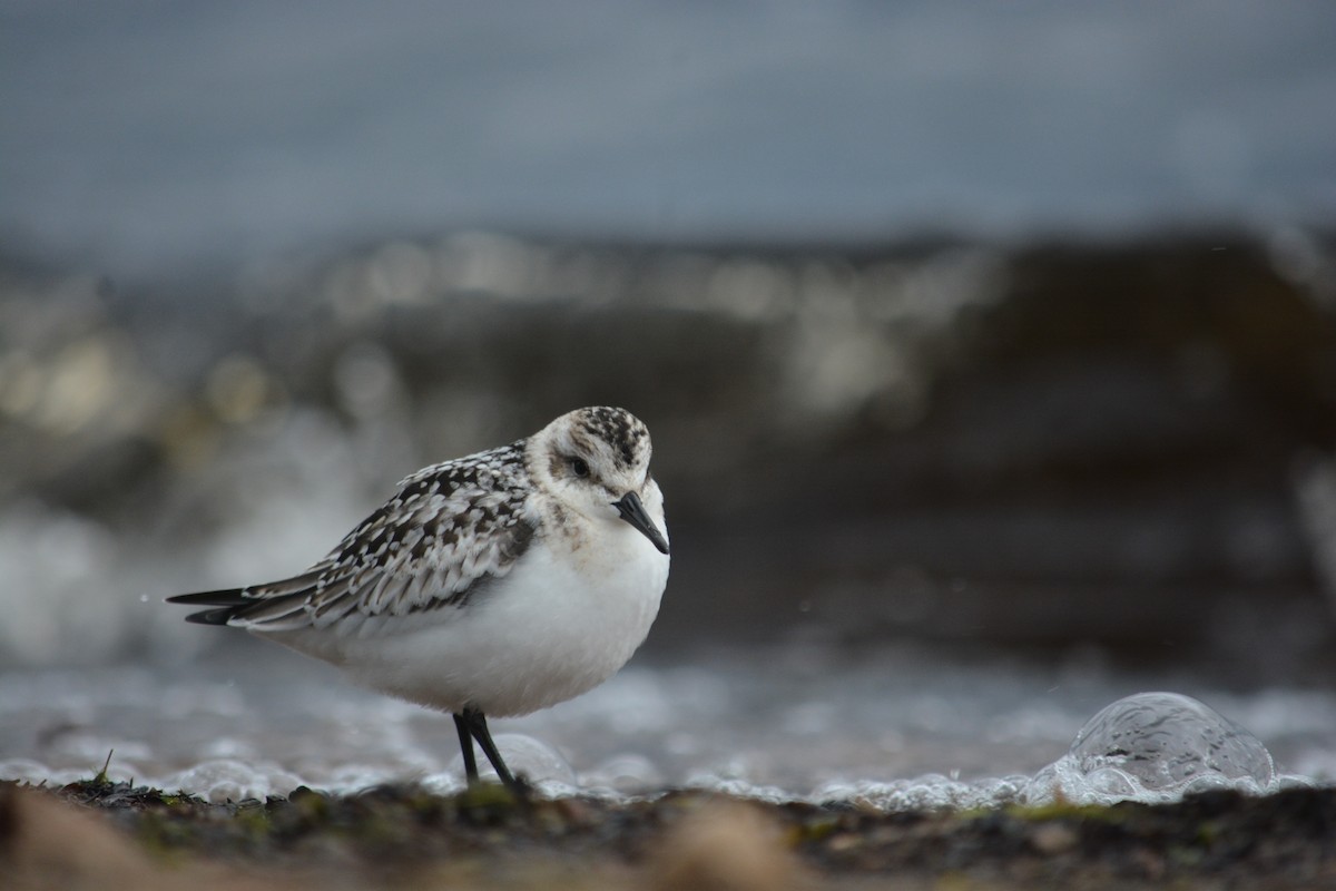 Sanderling - ML623497093